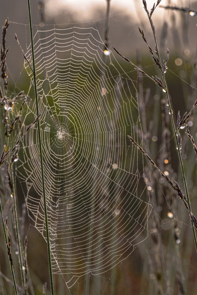 Stunning Macro Cobweb with Dewdrops - Nature Wallpaper Background