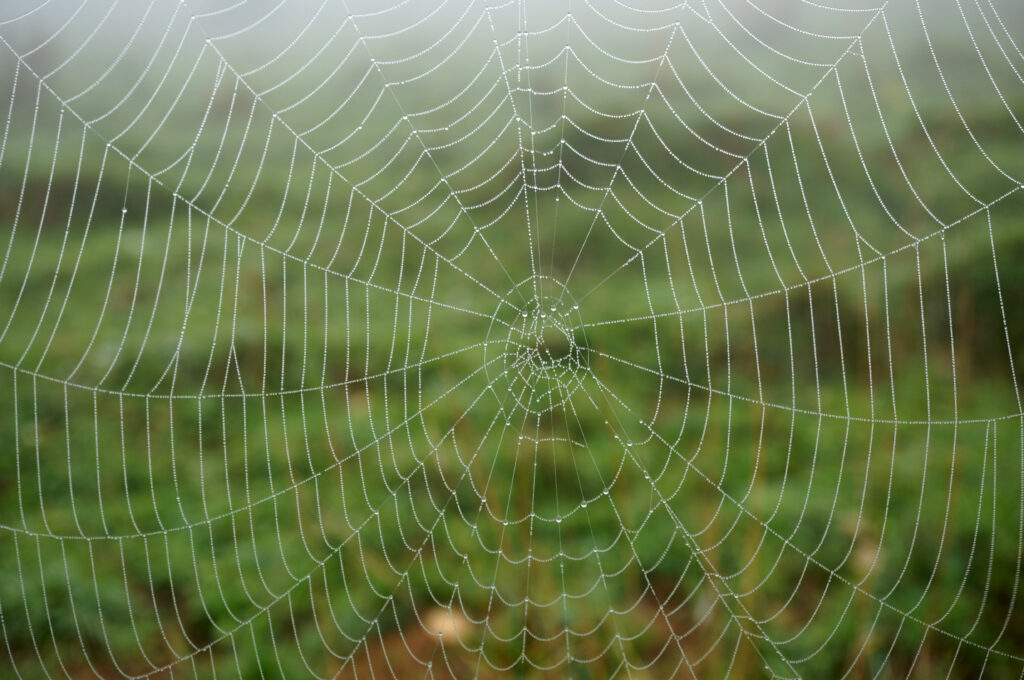 Dewy Cobweb Macro Image - Nature’s Delicate Beauty Wallpaper