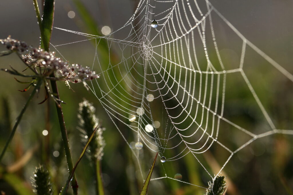 Macro Cobweb with Dew Drops in Grass - Nature's Beauty Wallpaper