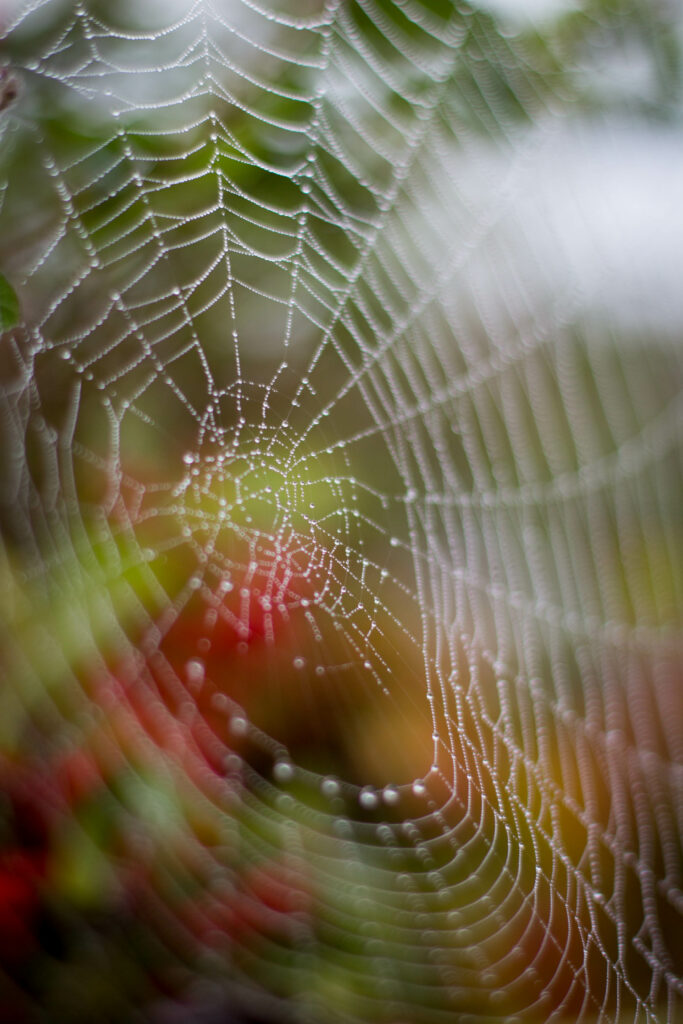 Macro Close-Up: Delicate Dewy Cobweb Wallpaper Background