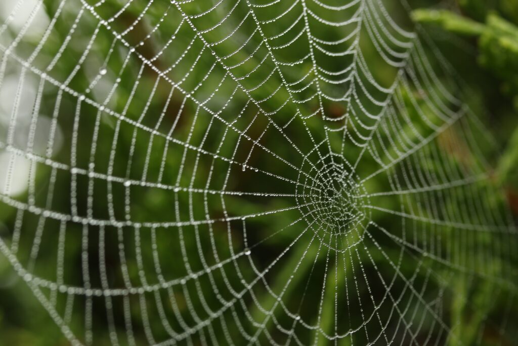 Stunning Cobweb Macro with Dewdrops - Soft Green Wallpaper Background