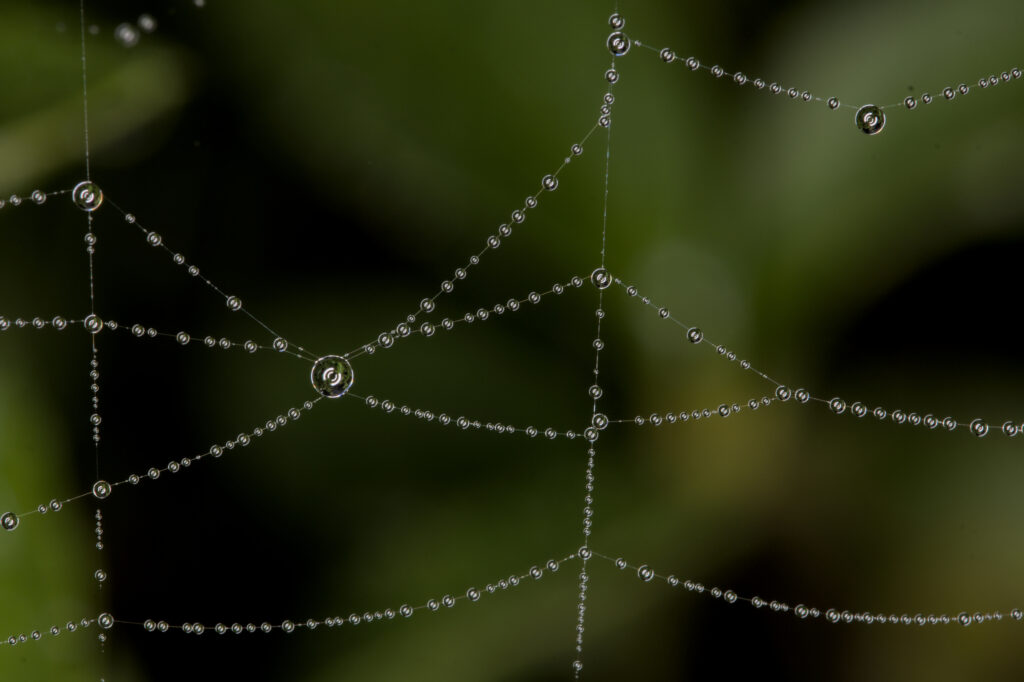 Sparkling Cobweb Macro: Water Droplets on Blurred Green Wallpaper