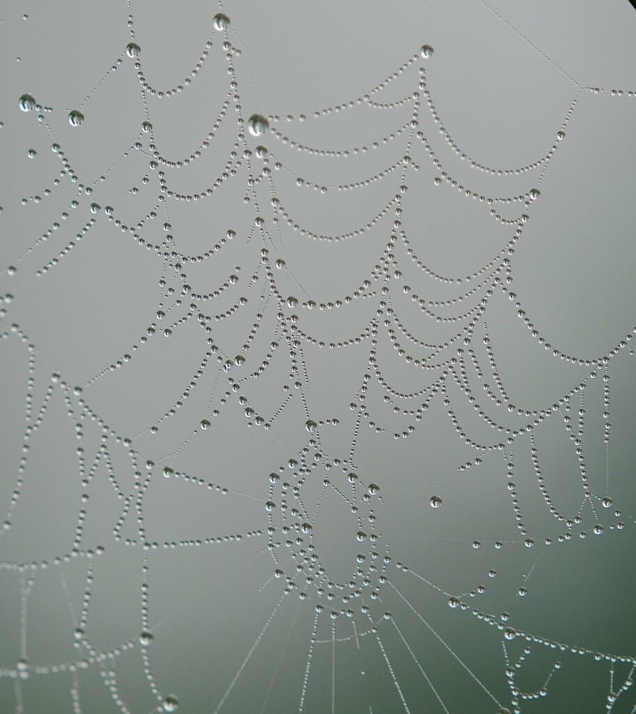 Stunning Cobweb Macro with Water Droplets - Soft Grey Wallpaper