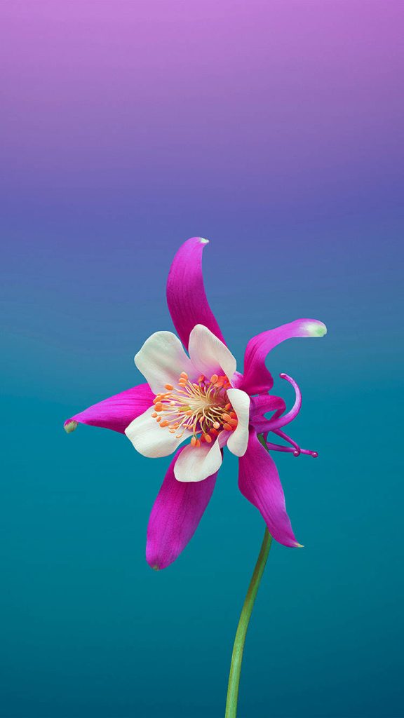 Macro close-up of magenta and white Columbine flower on blue purple gradient iOS wallpaper background