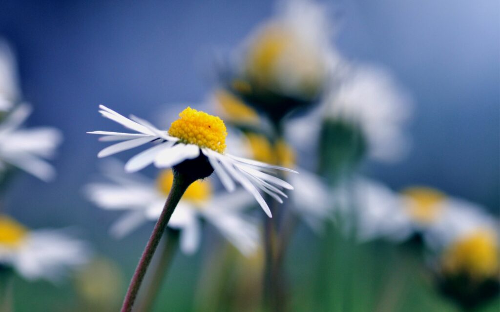 Macro Daisy Flower Close-Up: White Petals & Yellow Center Wallpaper
