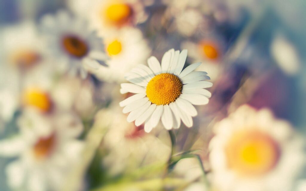 Stunning Macro Daisy Wallpaper: White Petals & Yellow Center