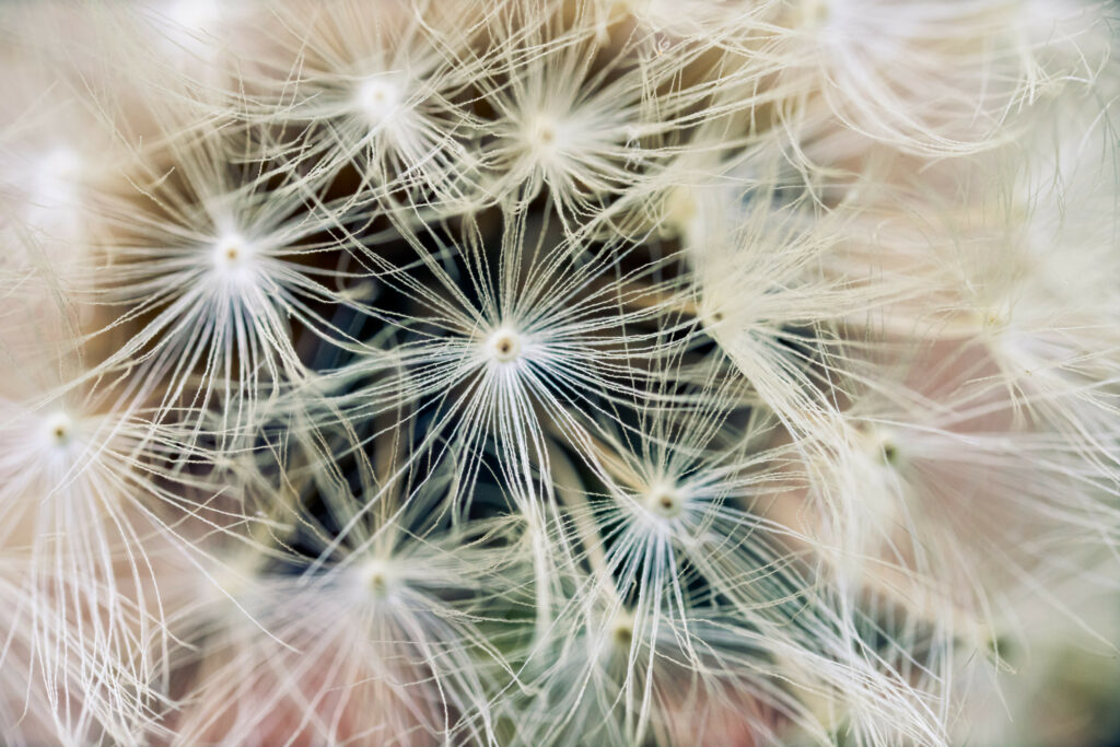 Delicate Dandelion Fluff Macro: Intricate Beauty Wallpaper