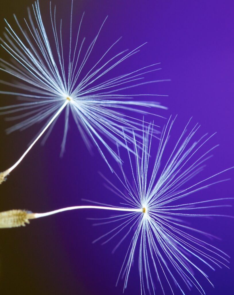 Vibrant Purple Dandelion Fluff Wallpaper - Macro Shot Beauty