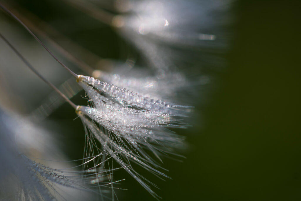 Fluffy Dandelion Seeds with Dew: Close-Up Wallpaper Background