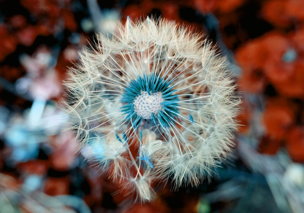 Stunning Dandelion Macro Wallpaper: Intricate Details & Vibrant Colors