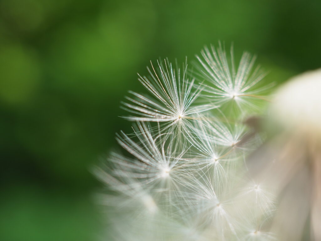 Delicate Dandelion Macro: Soft Fluff on Green Wallpaper Background
