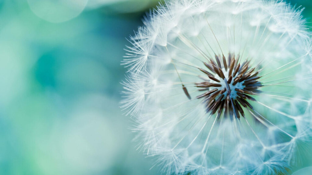 Stunning White Dandelion Macro Wallpaper on Teal Background