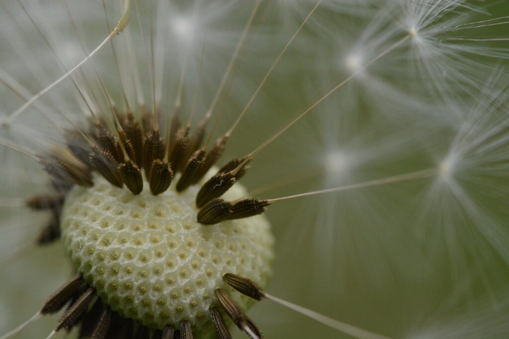 Intricate Dandelion Seeds: Macro Close-Up Wallpaper Background