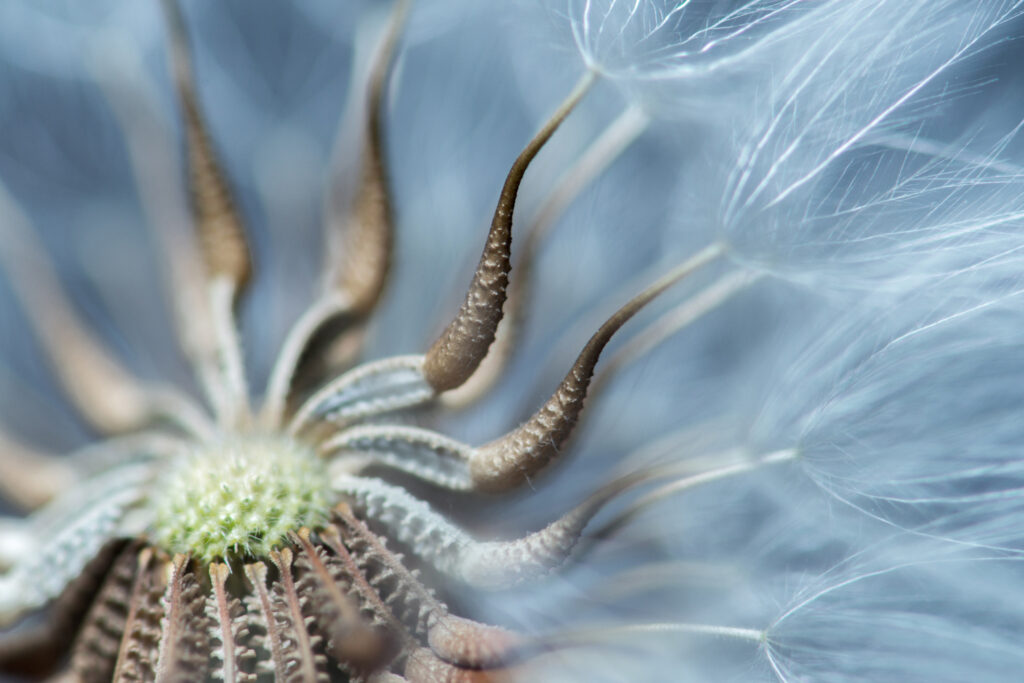 Captivating Dandelion Macro Wallpaper: Nature's Intricate Beauty