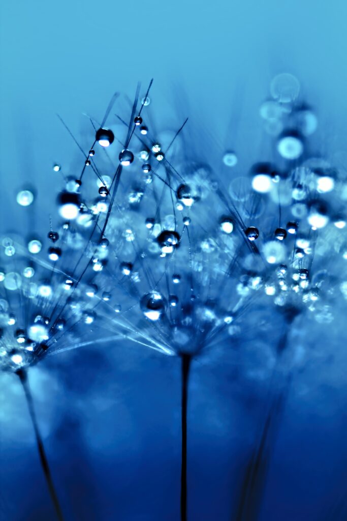 Stunning Dandelion Fluff Macro Wallpaper with Water Droplets