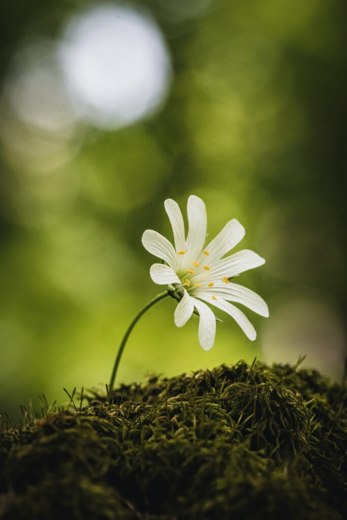 Macro Detail: White Flower Blooms on Lush Green Moss Wallpaper