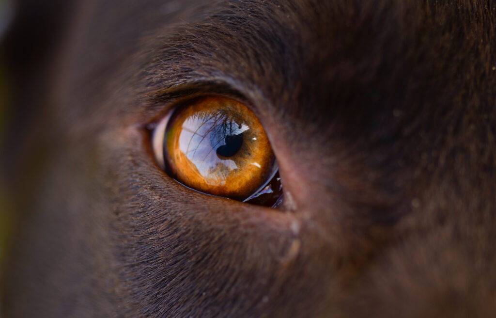 Detailed Macro Shot of a Dog's Eye with Vivid Amber Reflection Wallpaper