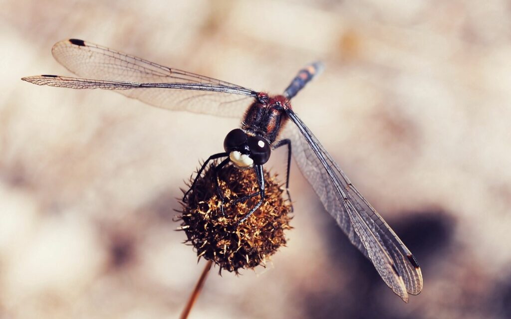 Stunning Macro Dragonfly Wallpaper - Delicate Wings & Details