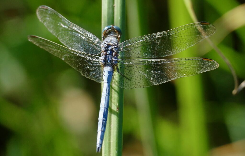 Stunning Dragonfly Macro Image: Delicate Wings on Green Stem Wallpaper