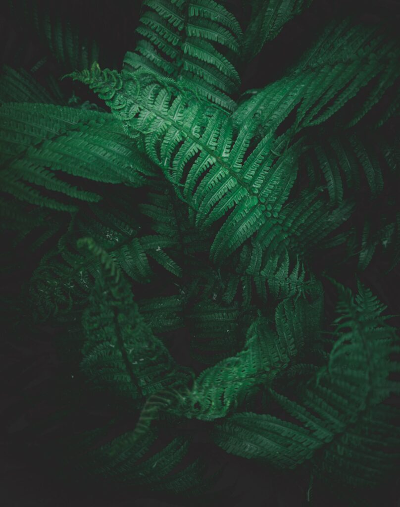 Vibrant Macro Fern Leaves: Intricate Patterns for Wallpaper Background