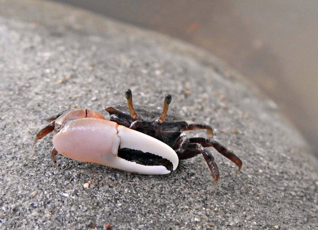Close-up of a fiddler crab with large white claw on textured sandy shore wildlife wallpaper