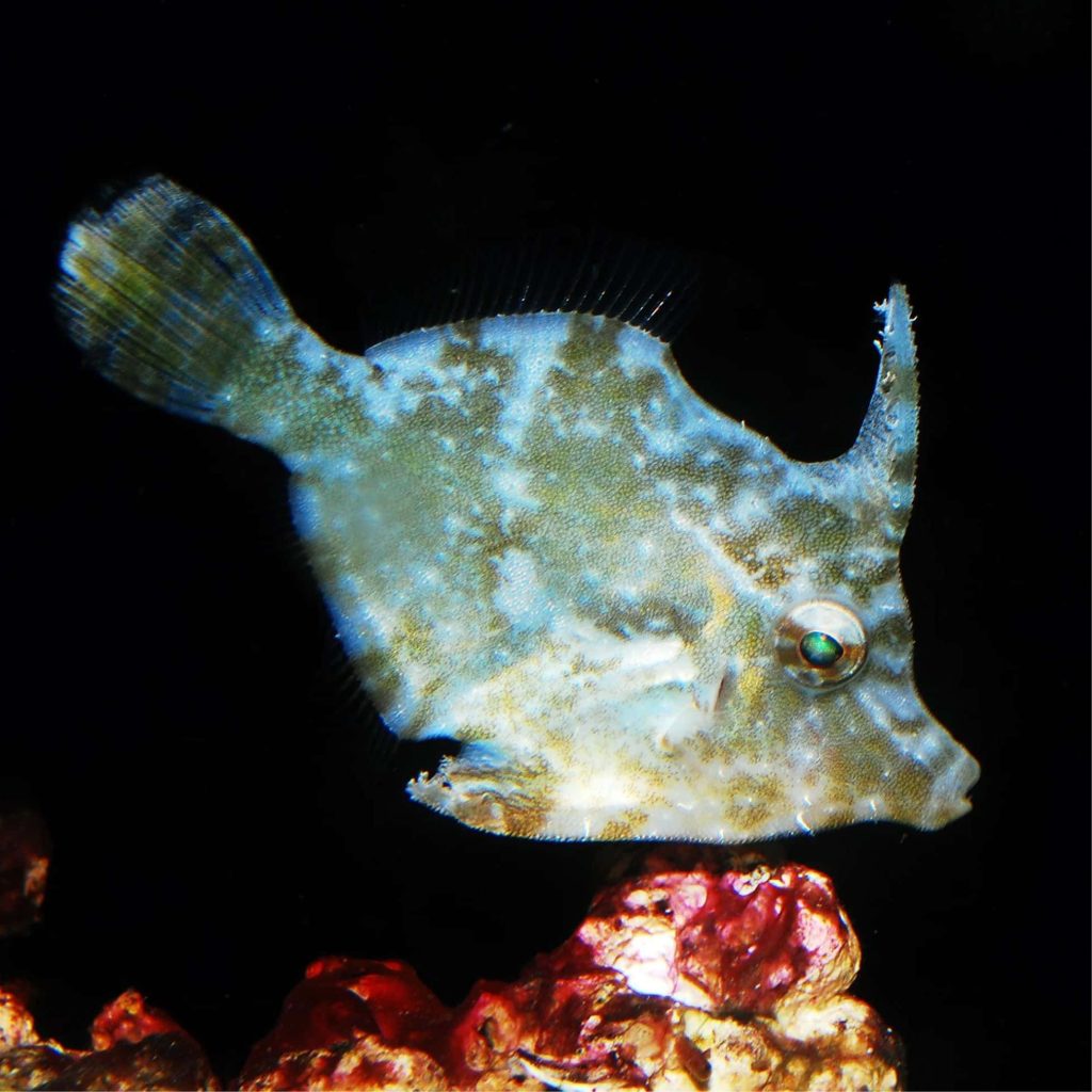 Close-up of Filefish with blue-grey patterns and dorsal spine on dark red rocks background wallpaper