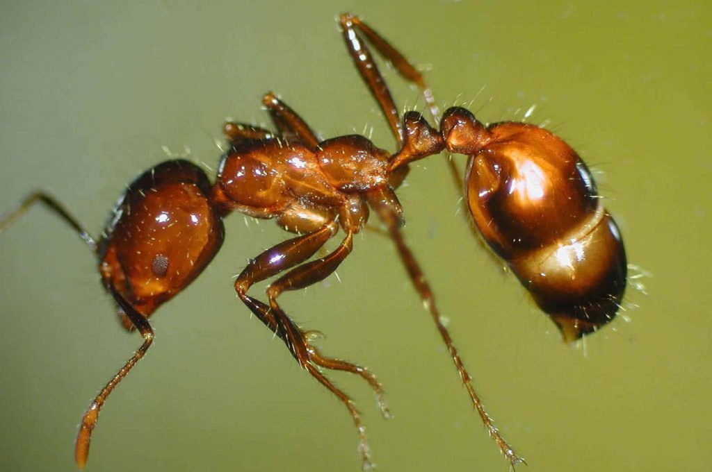 Macro close-up of a glossy reddish-brown fire ant with fine hairs on a soft green background Wallpaper
