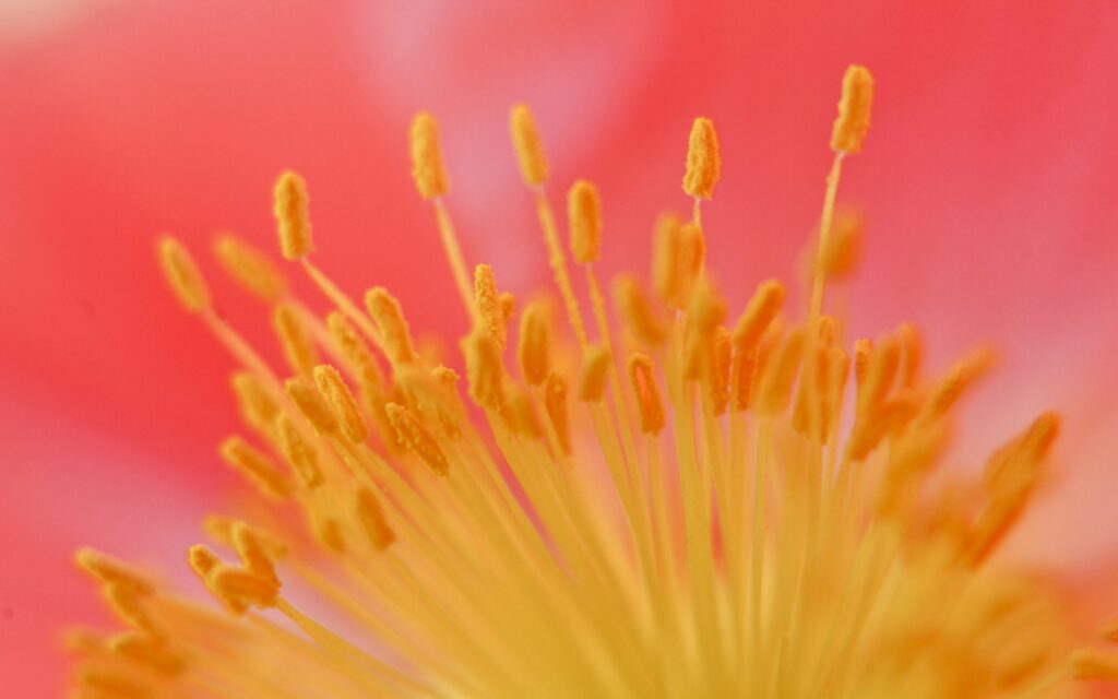 Vibrant Macro Flower Stamen: Yellow Details on Red-Pink Wallpaper