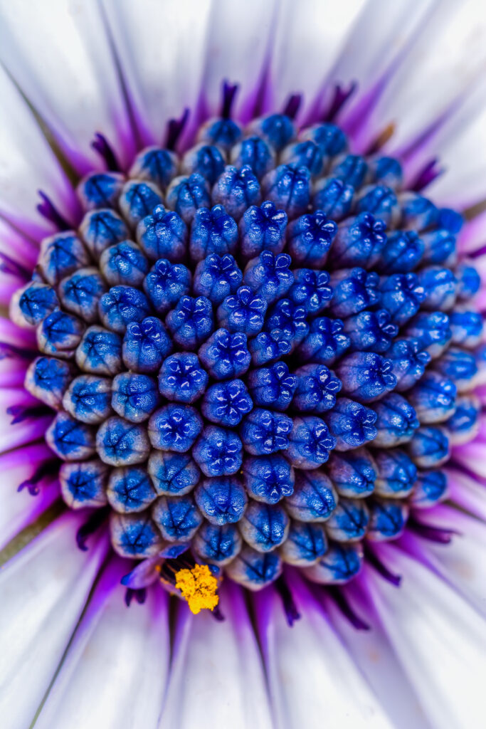 Vibrant Macro Flower Wallpaper: Stunning Blue & Purple Textures