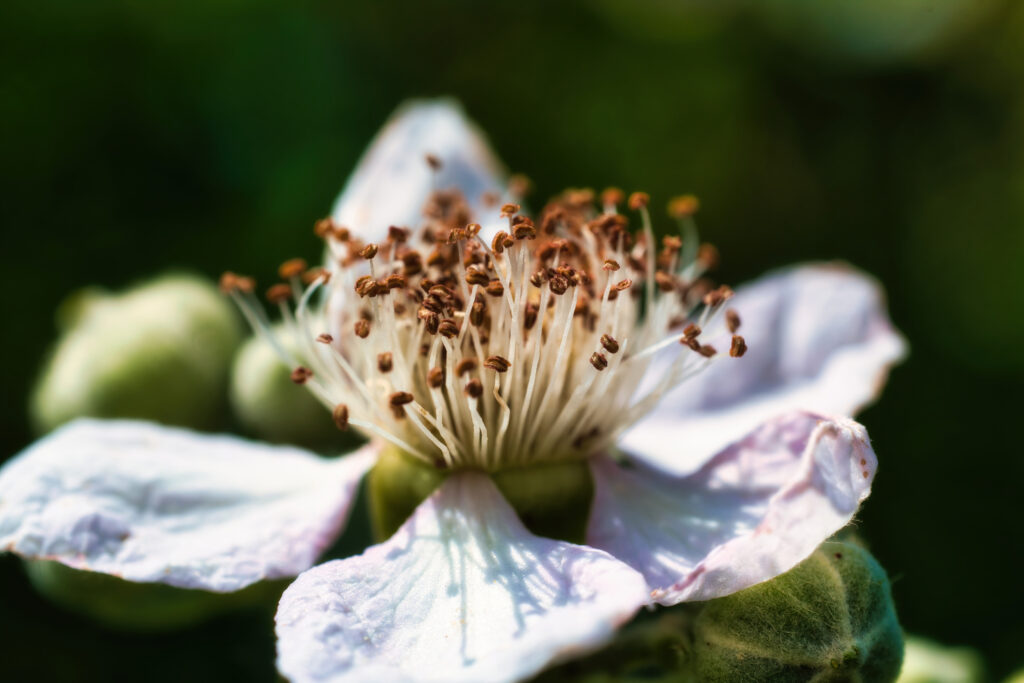 Macro Flower Close-Up: Delicate Petals & Intricate Pollen Wallpaper