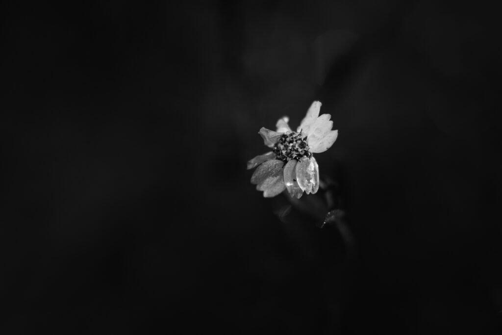 Stunning Macro Flower Wallpaper on Dark Background - 6000x4000