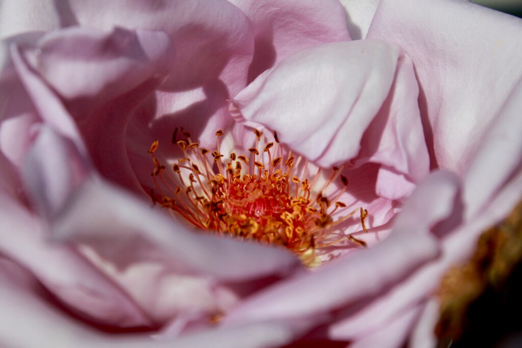 Stunning Macro Flower Wallpaper: Delicate Pink Petals & Intricate Details