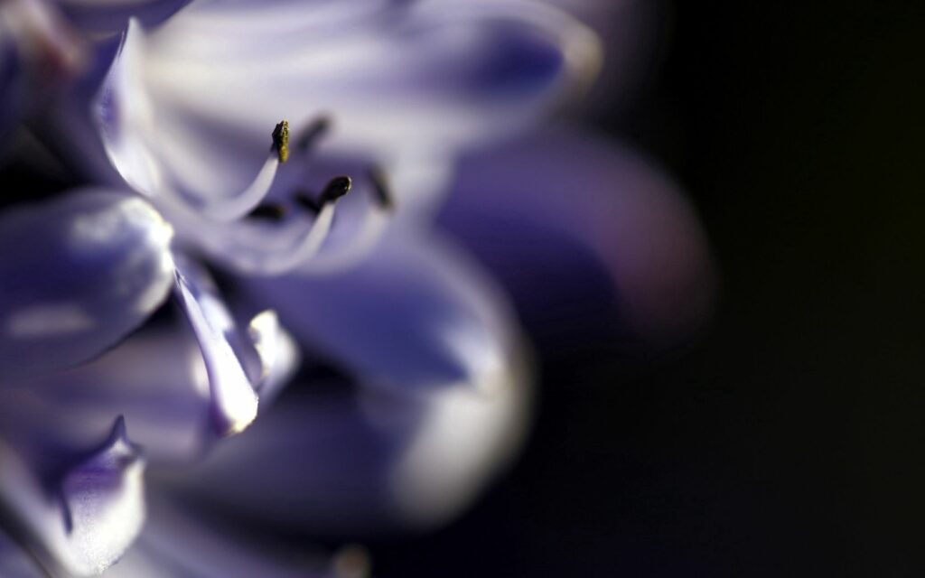 Stunning Macro Flower Wallpaper: Delicate Purple Petals & Soft Blur