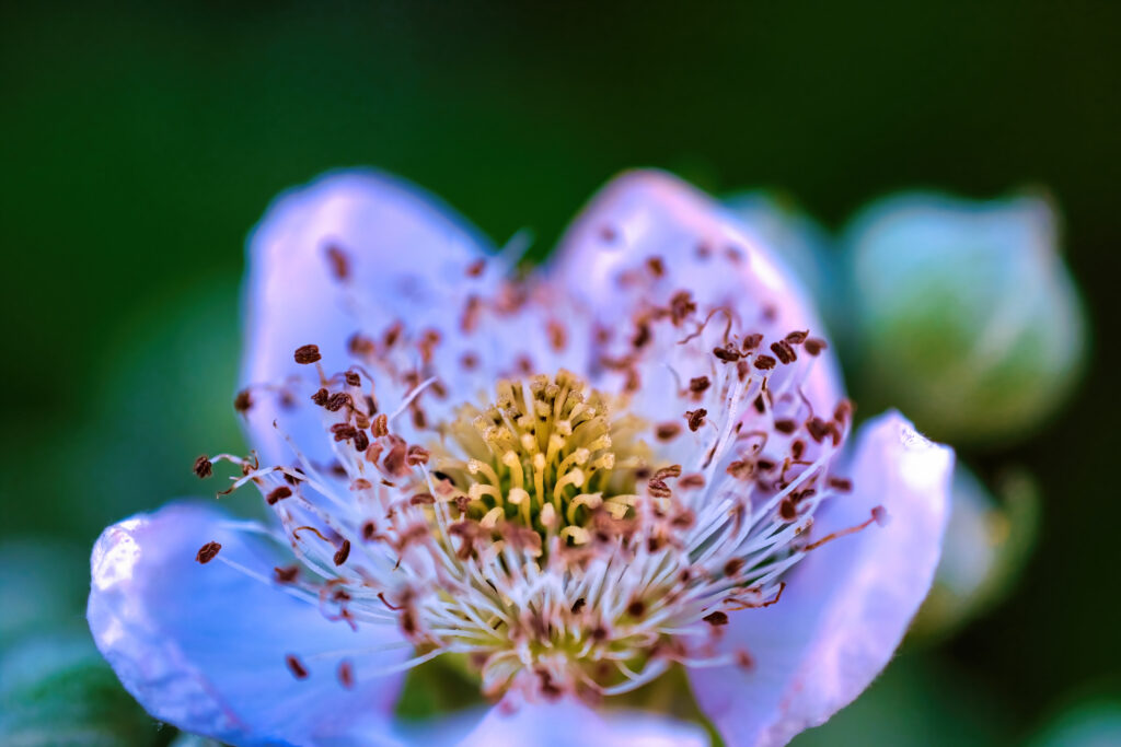 Stunning Macro Flower Wallpaper: Delicate Petals & Vibrant Pollen