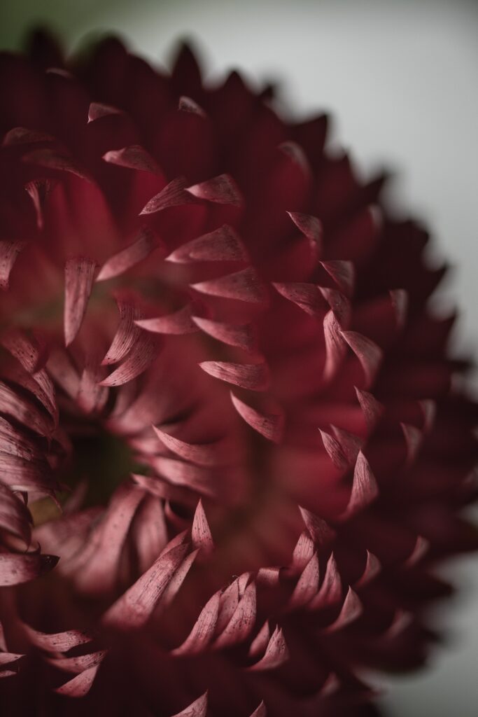 Stunning Macro Flower Wallpaper: Intricate Red Petals in Bloom