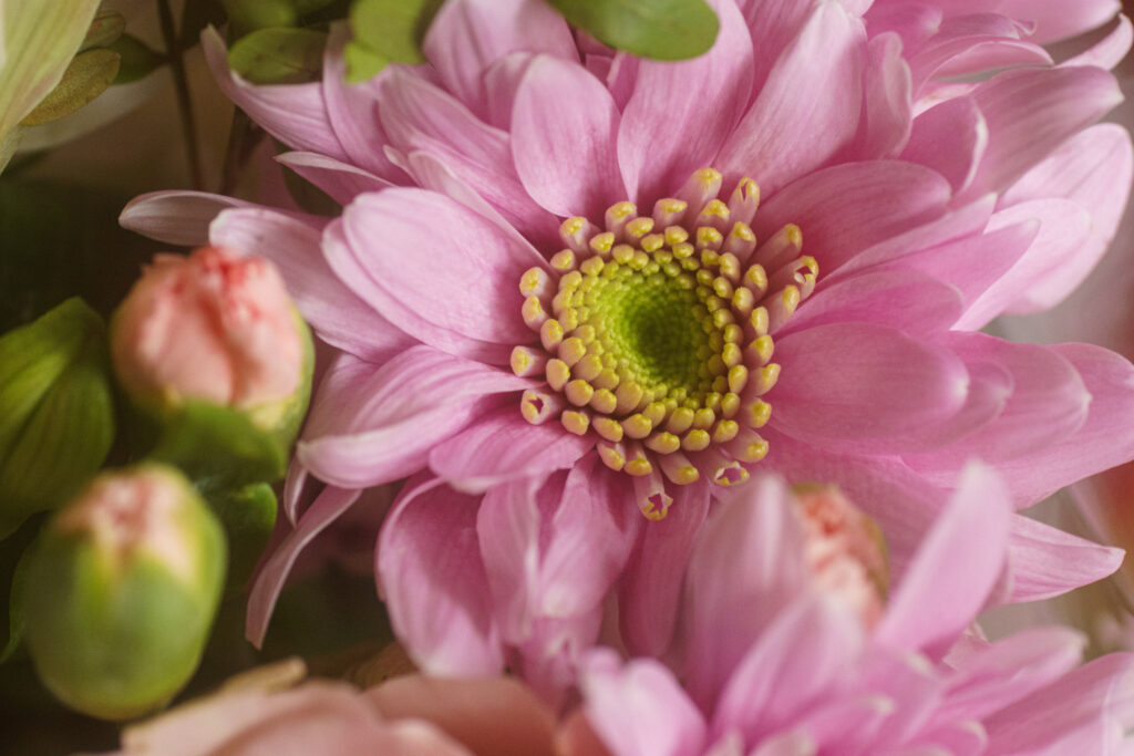 Stunning Macro Floral Wallpaper: Pink Petals & Yellow Center Beauty
