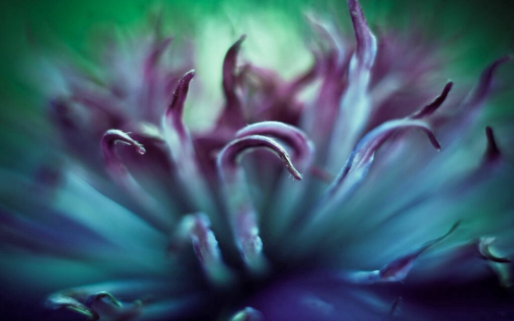 Vibrant Macro Flower Wallpaper: Purple Petals & Soft Green Hues