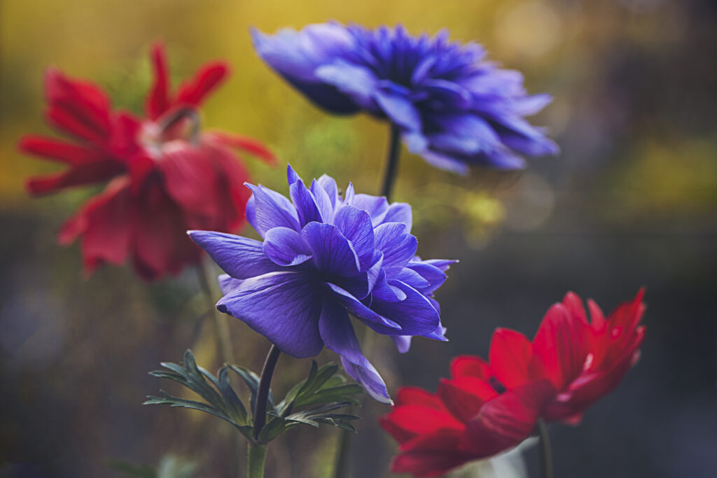 Vibrant Flower Macro Wallpaper: Delicate Petals in Blue & Red