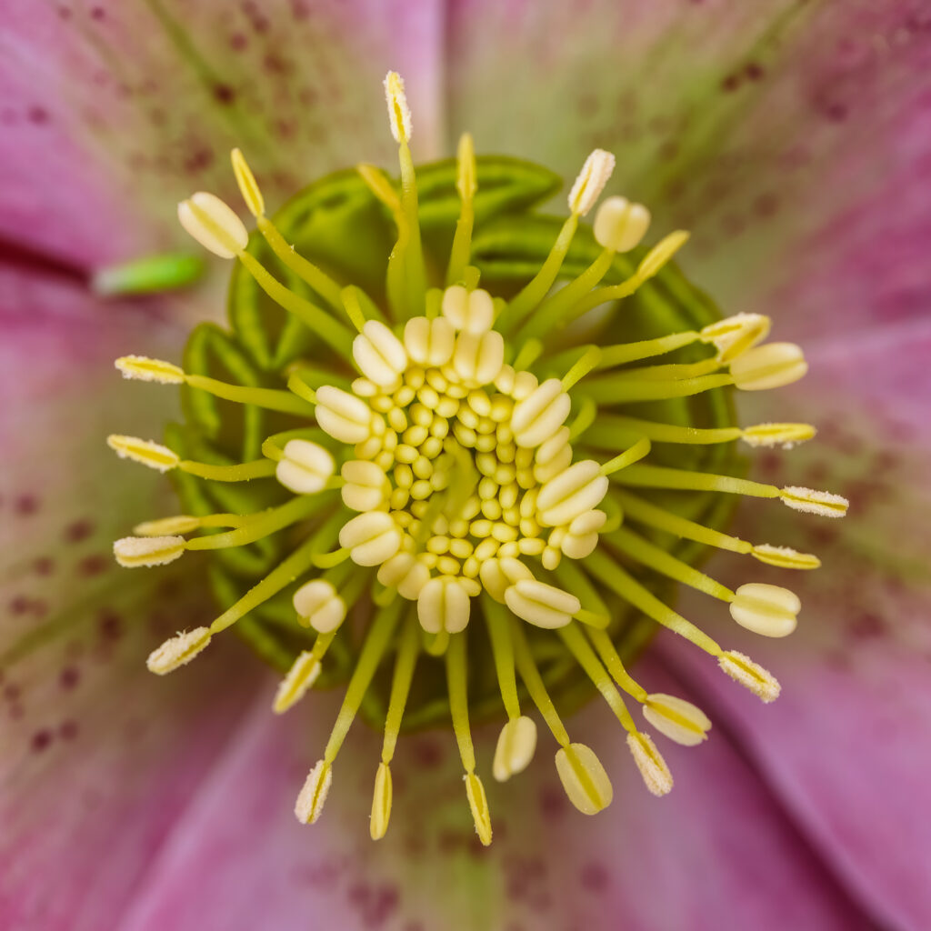 Vibrant Flower Center Macro Wallpaper: Intricate Pollen Details