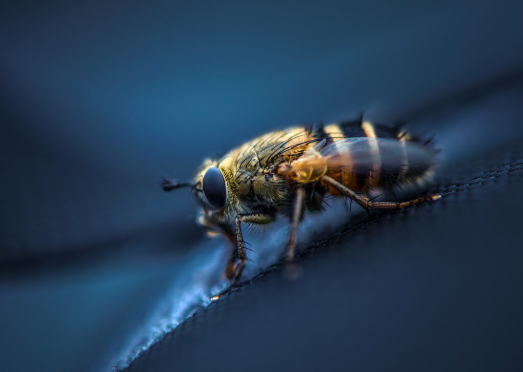 Stunning Fly Macro: Detailed Eyes & Wings - Wallpaper Background