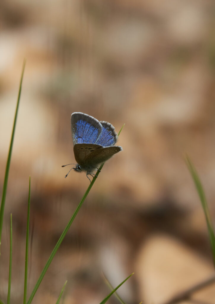 Stunning Macro Shot: Glaucopsyche Lygdamus Butterfly Wallpaper