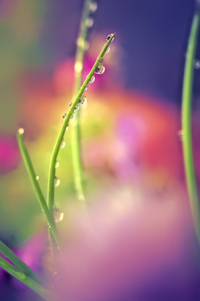 Vibrant Dewy Grass Macro - Colorful Wallpaper Background
