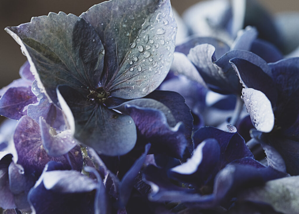 Vibrant Blue & Purple Hydrangea Petals with Water Droplets Wallpaper