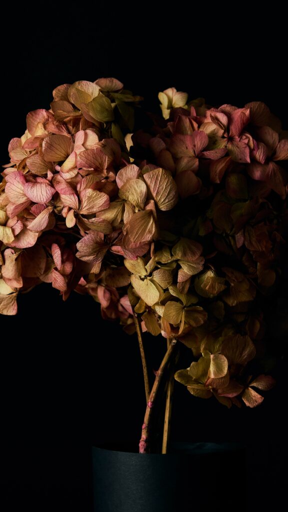 Stunning Macro Hydrangea Flowers on Black Background Wallpaper