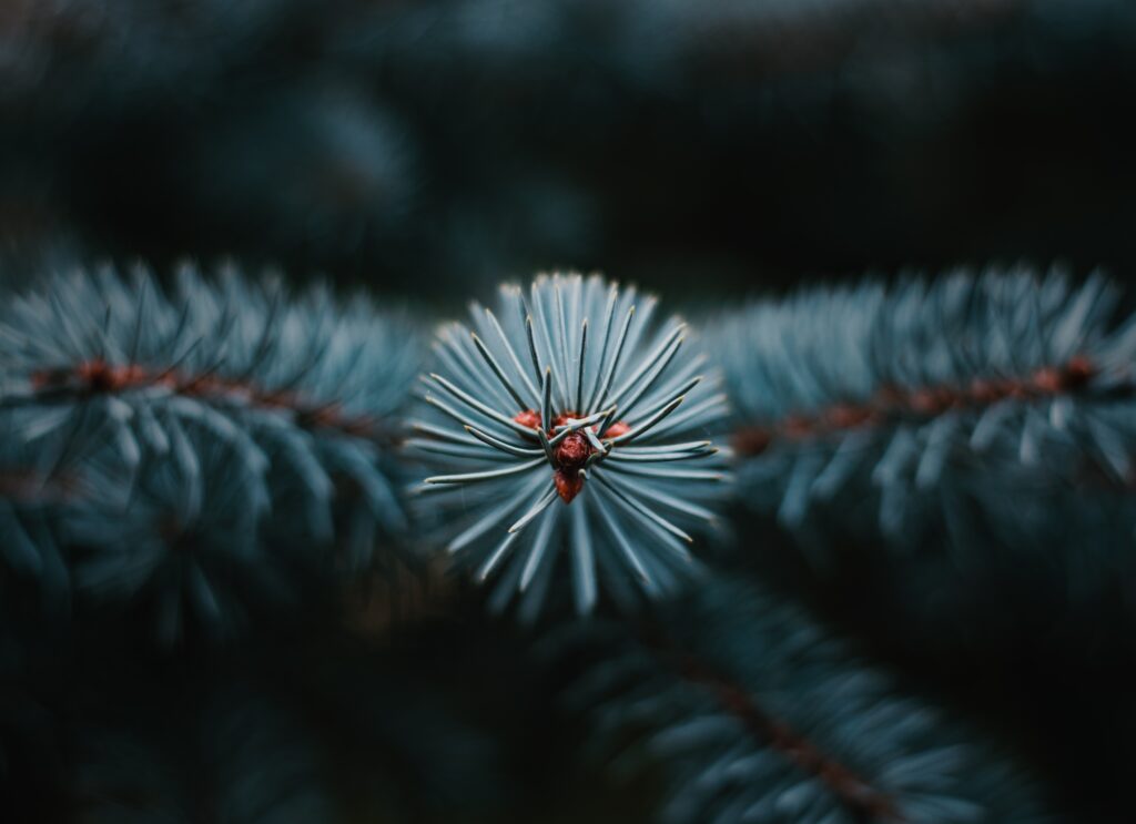 Stunning Macro Shot of Evergreen Branch: Blue-Green Needles & Red Center Wallpaper