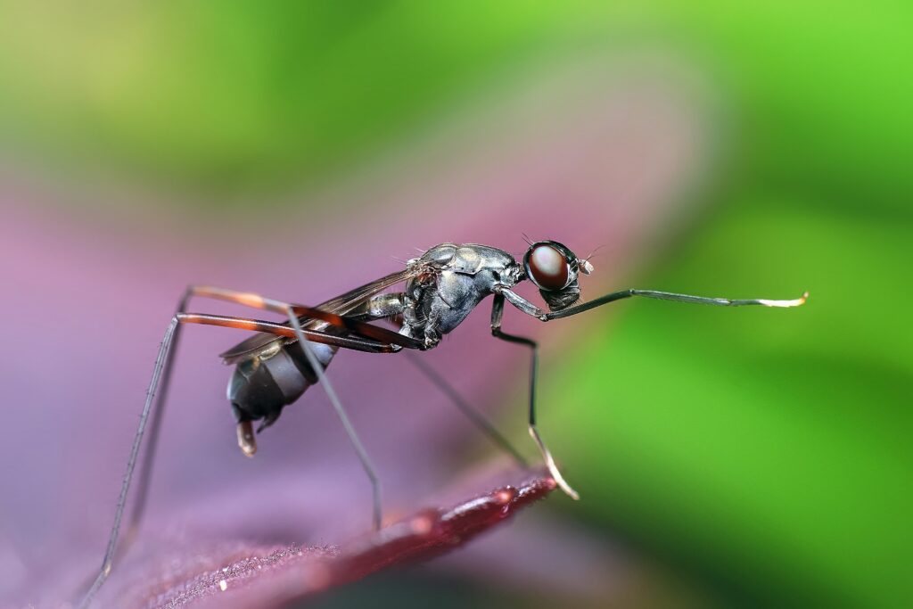 Intricate Macro Insect Shot: Fine Details & Vibrant Wallpaper Background