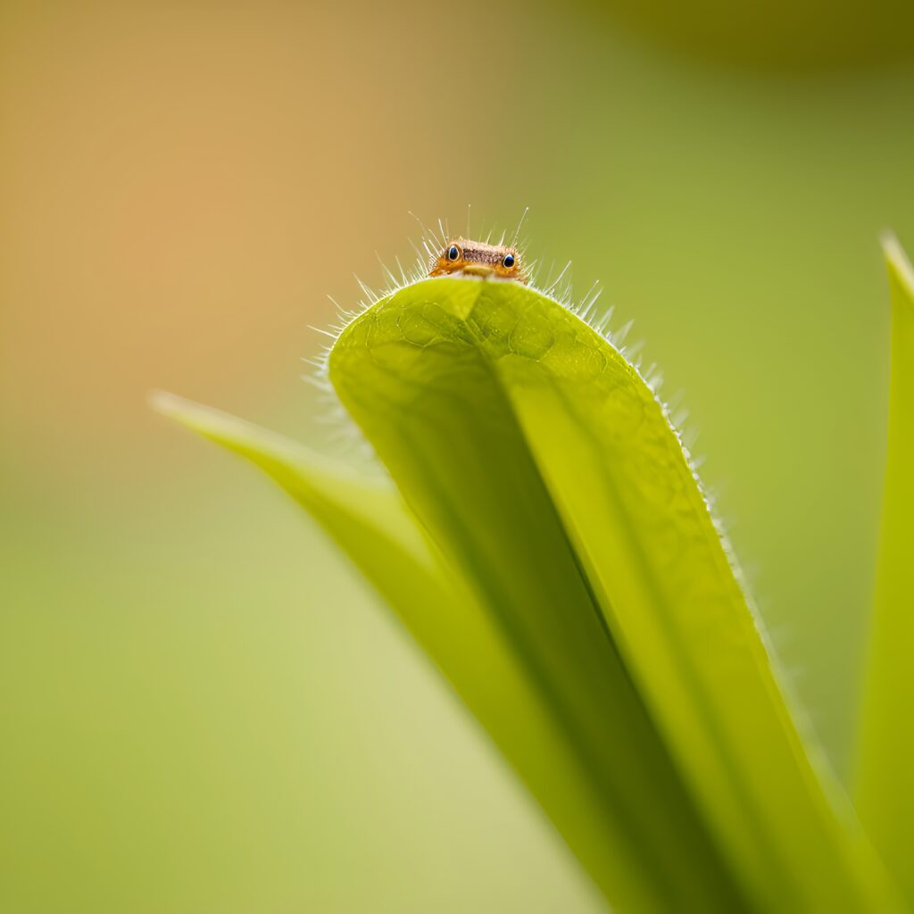 Macro Insect on Green Leaf: Intricate Nature Wallpaper Background