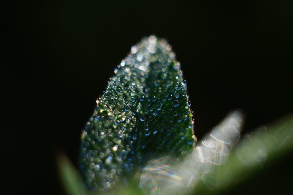 Macro Leaf Water Droplets: Stunning Textures for Wallpaper Background