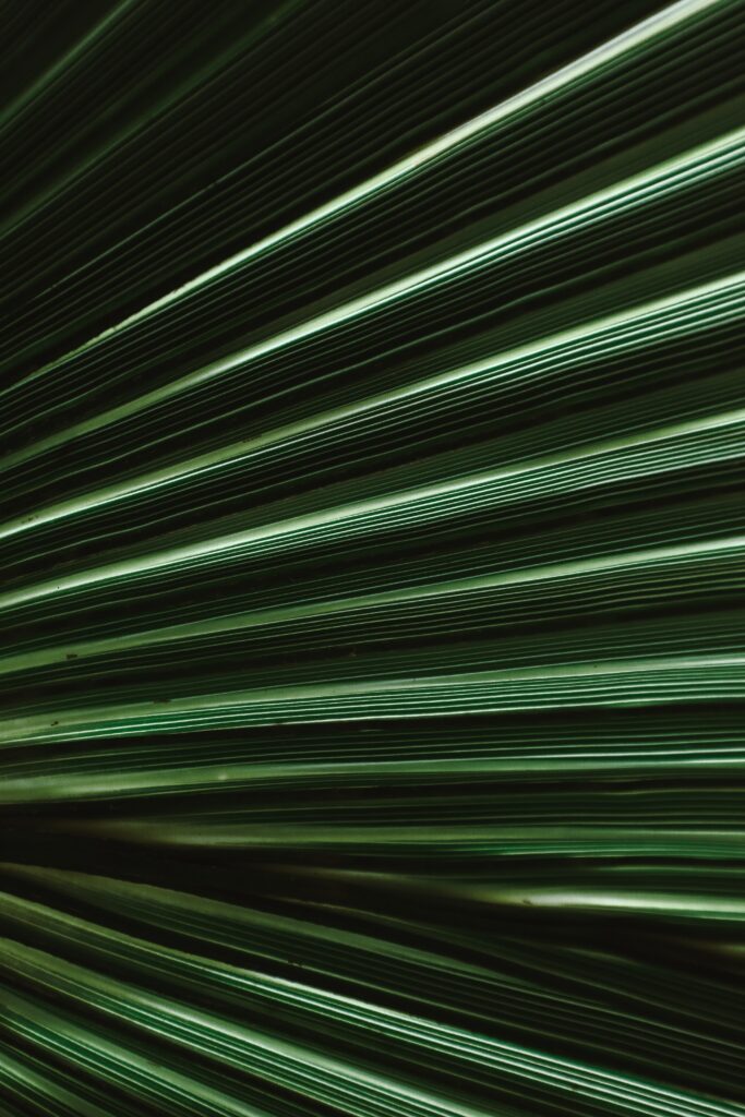 Stunning Macro Leaf Wallpaper: Vivid Green Stripes & Natural Texture