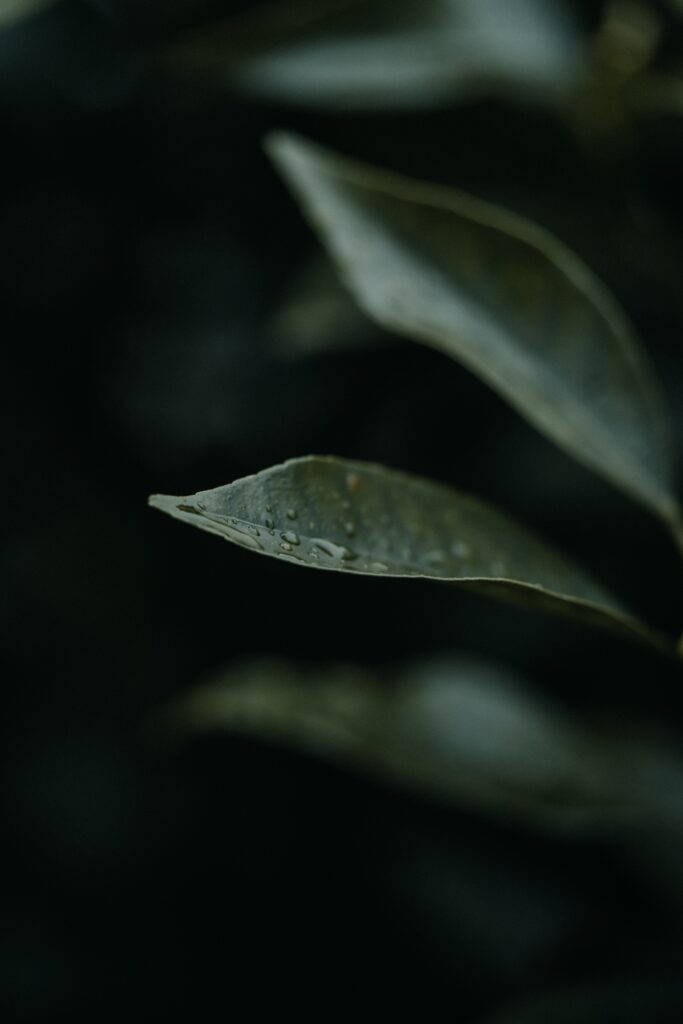 Stunning Leaf Macro with Water Droplets - Nature Wallpaper Background